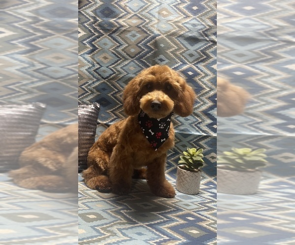 Medium Photo #1 Poodle (Toy) Puppy For Sale in AUBURN, CA, USA