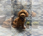 Small Photo #1 Poodle (Toy) Puppy For Sale in AUBURN, CA, USA
