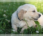 Small Photo #4 Golden Retriever Puppy For Sale in WOOSTER, OH, USA