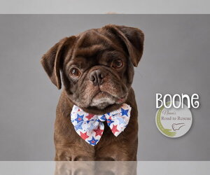 Boone - Male Pug Dog for Adoption - Photo #3