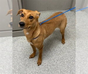 Black Mouth Cur Dogs for adoption in Pasadena, TX, USA