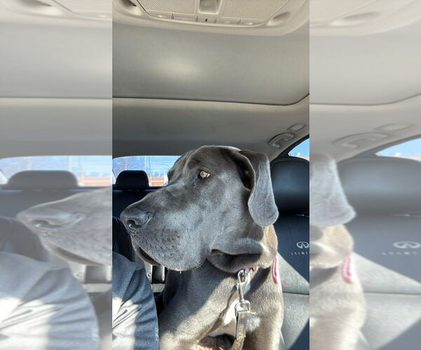 Medium Photo #3 Great Dane Puppy For Sale in Bullard, TX, USA