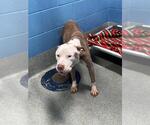 *MAYO - Female Mutt Dog for Adoption - Small photo