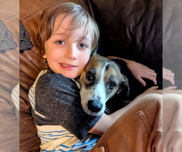 Medium Photo #8 Beagle-Unknown Mix Puppy For Sale in Germantown, OH, USA