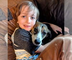 Small #7 Beagle Mix