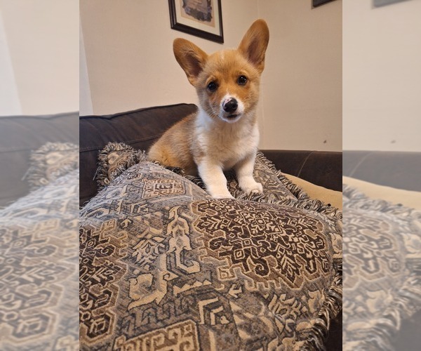 Medium Photo #10 Pembroke Welsh Corgi Puppy For Sale in SHILOH, OH, USA