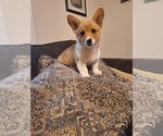 Small #9 Pembroke Welsh Corgi