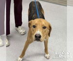 Small #2 Retriever  Mix