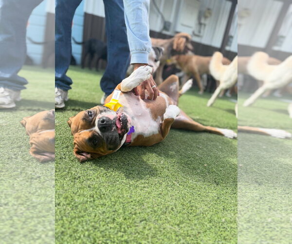 Medium Photo #10 Boxer Puppy For Sale in  Katy, TX, USA