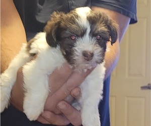 Havashire Puppy for sale in CHICKASHA, OK, USA