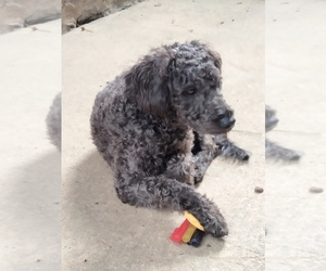 Cockapoo (Miniature) Puppy for sale in BALTIMORE, MD, USA