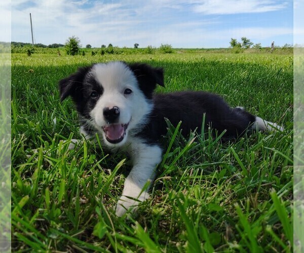 Medium Photo #5 Border Collie Puppy For Sale in NORBORNE, MO, USA