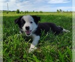 Small Photo #6 Border Collie Puppy For Sale in NORBORNE, MO, USA