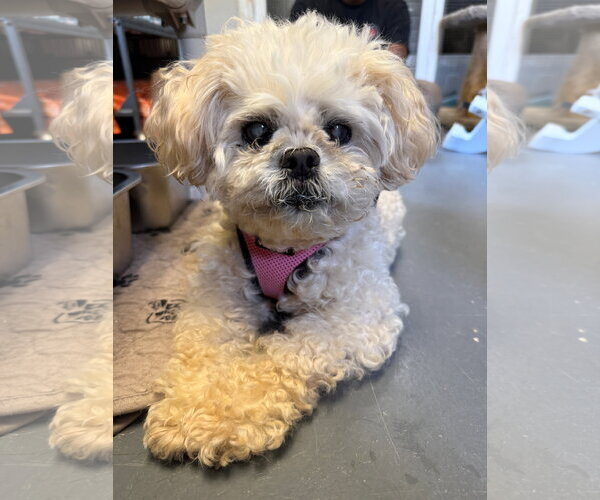 Medium Photo #2 Shih Tzu-Unknown Mix Puppy For Sale in McDonough, GA, USA