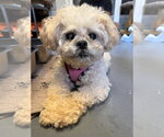 Small #1 Shih Tzu Mix