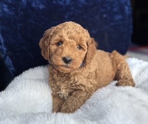 Goldendoodle (Miniature) Litter for sale in SAN FERNANDO, CA, USA