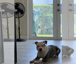 Small #3 American Pit Bull Terrier
