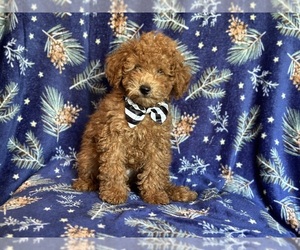 Poodle (Miniature) Puppy for sale in LAKELAND, FL, USA