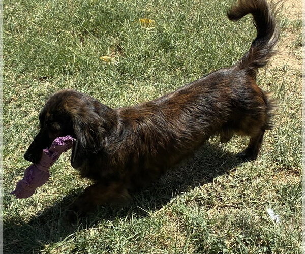 Medium Photo #2 Dachshund Puppy For Sale in Hesperia, CA, USA