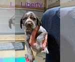 Small Photo #6 Wirehaired Pointing Griffon Puppy For Sale in LEBANON, OH, USA