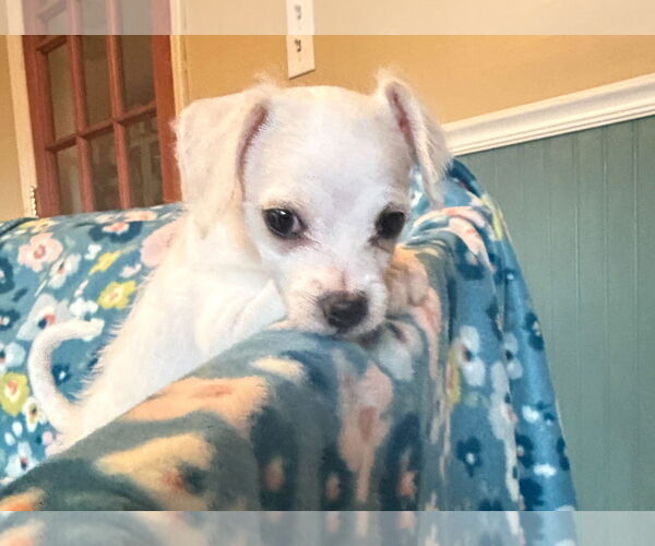 Medium Photo #5 Chihuahua-Unknown Mix Puppy For Sale in Pacolet, SC, USA