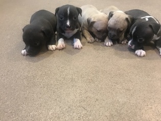 Faux Frenchbo Bulldog Puppy for sale in ROSEDALE, MD, USA