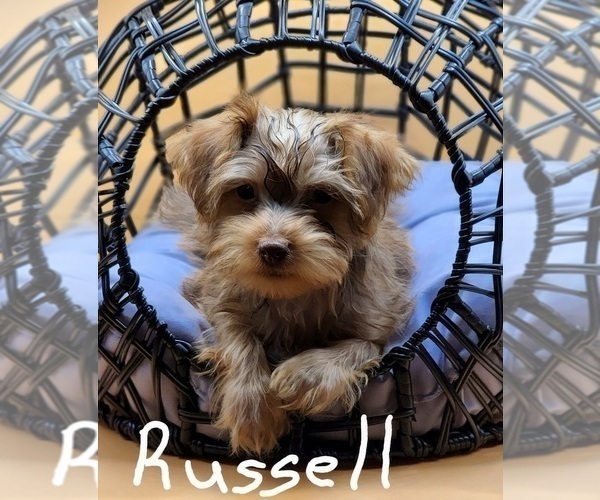 Medium Photo #1 YorkiePoo Puppy For Sale in BLUE MOUND, TX, USA