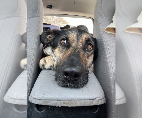 Medium Photo #4 German Shepherd Dog-Unknown Mix Puppy For Sale in Lake Forest, CA, USA