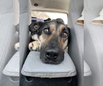 Small #3 German Shepherd Dog Mix