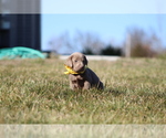 Small Photo #2 Labrador Retriever Puppy For Sale in MARSHFIELD, MO, USA