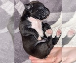 Small Photo #6 Boxer Puppy For Sale in CONROE, TX, USA