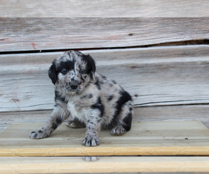 Collie-Poodle (Miniature) Mix Puppy for sale in LEWISTON, UT, USA