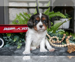 Puppy Kevin Cavalier King Charles Spaniel