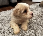 Small Photo #4 Maltipoo Puppy For Sale in CHARLOTTE, NC, USA
