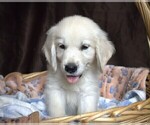 Small Photo #11 English Cream Golden Retriever Puppy For Sale in LANCASTER, WI, USA