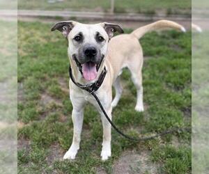 Mastiff Dogs for adoption in Modesto, CA, USA