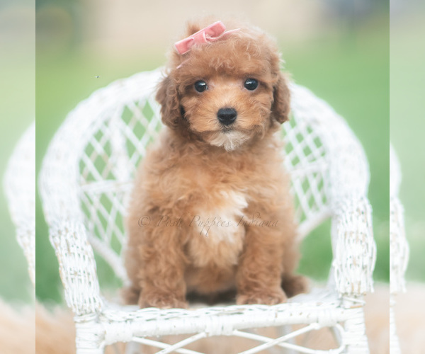 Medium Photo #2 Poodle (Toy) Puppy For Sale in WARSAW, IN, USA