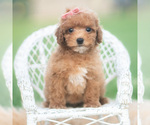 Small #1 Poodle (Toy)