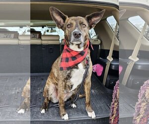 Dutch Shepherd -Unknown Mix Dogs for adoption in Bandera, TX, USA