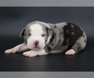 American Bully Puppy for sale in CHAMPAIGN, IL, USA