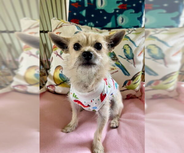 Medium Photo #1 Chihuahua-Unknown Mix Puppy For Sale in Bellevue, WA, USA