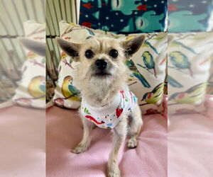 Chihuahua-Unknown Mix Dogs for adoption in Bellevue, WA, USA