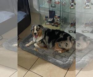 Mother of the North American Shepherd puppies born on 11/10/2025