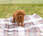 Small Photo #2 Miniature Labradoodle Puppy For Sale in NAPPANEE, IN, USA