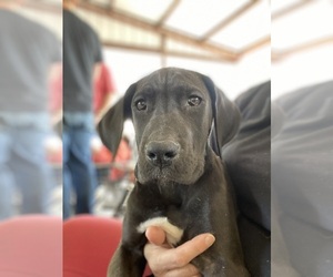 Great Dane Puppy for sale in QUINLAN, TX, USA