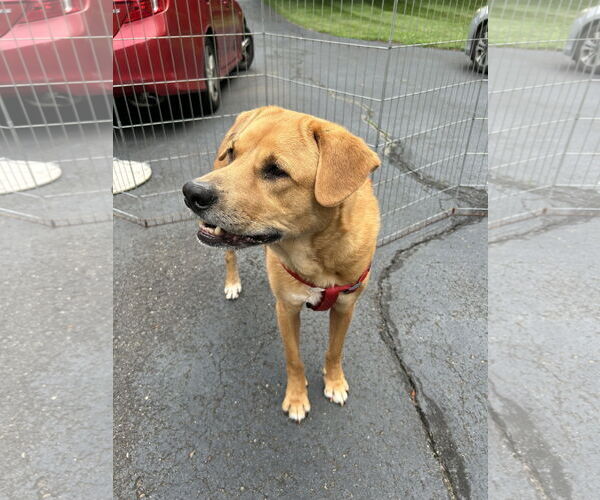 Medium Photo #3 Labrador Retriever-Unknown Mix Puppy For Sale in Oakhurst, NJ, USA