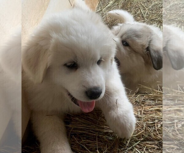 Medium Photo #19 Great Pyrenees Puppy For Sale in MOUNT AIRY, NC, USA