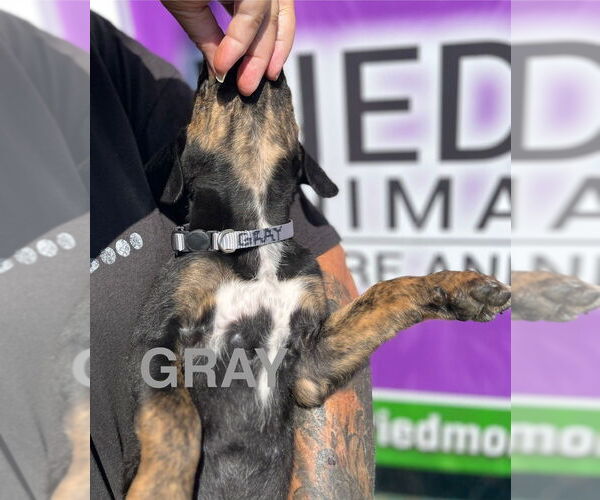 Medium Photo #2 Mutt Puppy For Sale in Mooresville, NC, USA