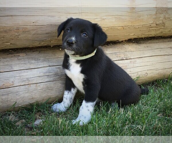 Medium Photo #3 Border Collie Puppy For Sale in MARIPOSA, CA, USA