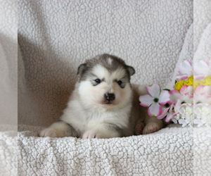 Alaskan Malamute Puppy for sale in HONEY BROOK, PA, USA